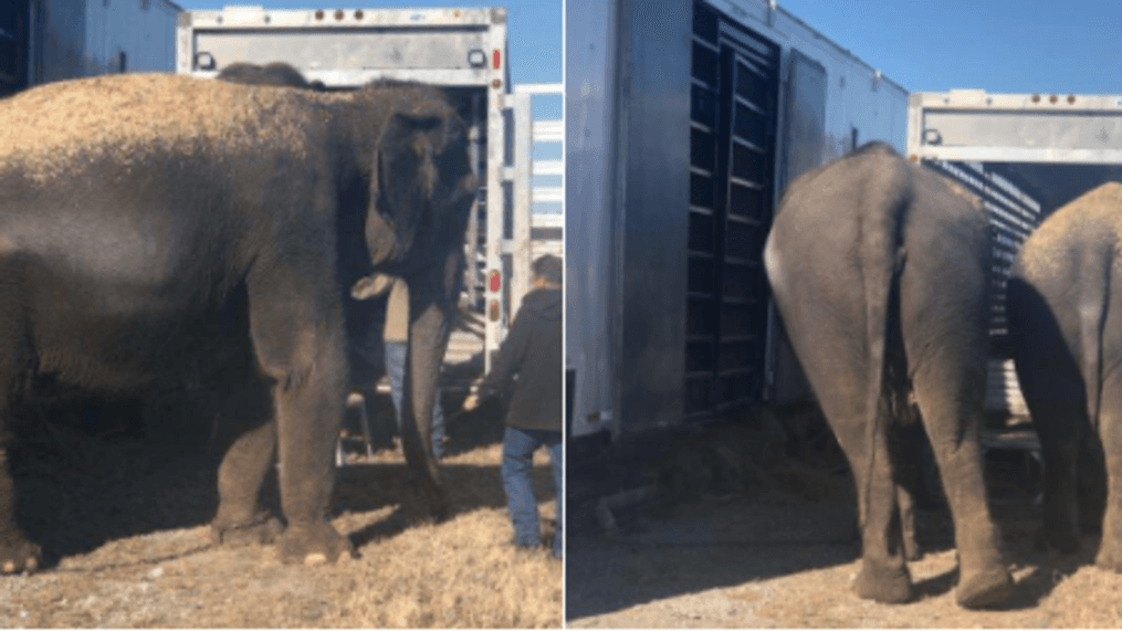 Vehicle hauling elephants stalled on US69 north of Eufaula (Courtesy of Trp. Dwight Durant)