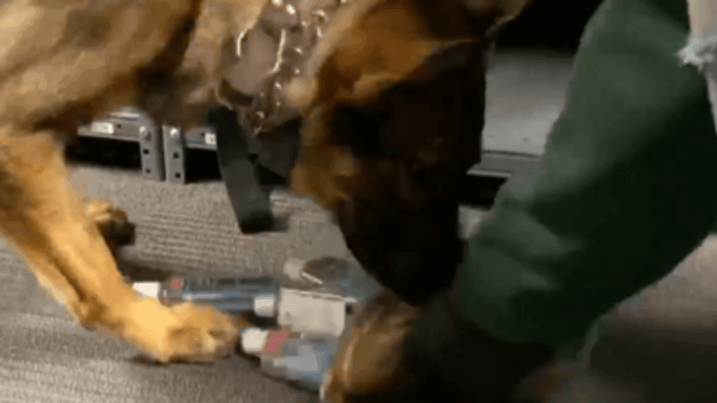 Fargo police dog sniffs out 'black market' sanitizer in tongue-in-cheek video (Fargo Police Department via Storyful)