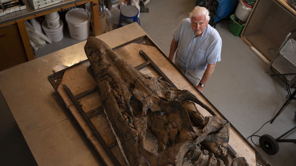 Sir David Attenborough with the restored Pliosaur skull in the workshop of the Etches Collection Museum, Kimmeridge, Dorset, UK. (Credit: BBC Studios){&nbsp;}