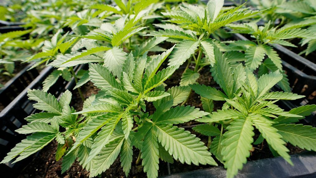 Marijuana plants for the adult recreational market are are seen in a greenhouse at Hepworth Farms in Milton, N.Y., July 15, 2022. (AP Photo/Mary Altaffer)