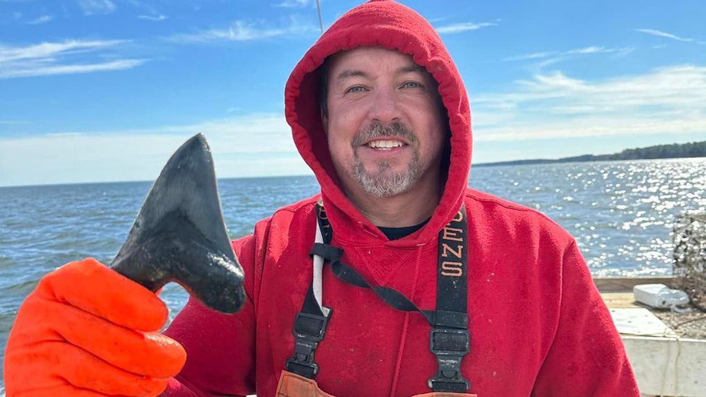 'Quite the catch!' Fisherman finds 15 million-year-old megalodon tooth in Maryland waters (Photo: Stephen and Bambi Rollins){&nbsp;}