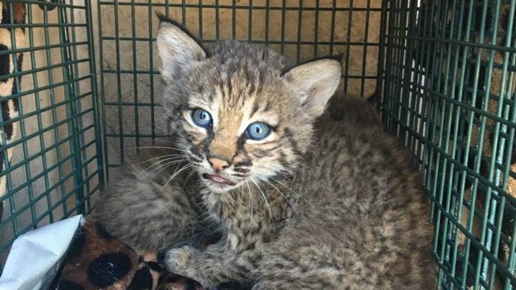 A San Antonio family was injured after mistaking a pair of bobcat kittens for domestic kittens (Photos courtesy: City of San Antonio Animal Care Services)