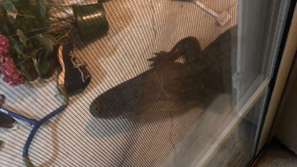 Alligator knocks at door of North Charleston, S.C. home. (Courtesy Louise Monteith)