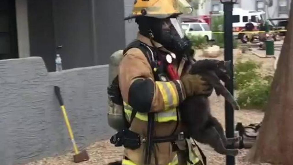 (Phoenix Fire Department via Storyful)