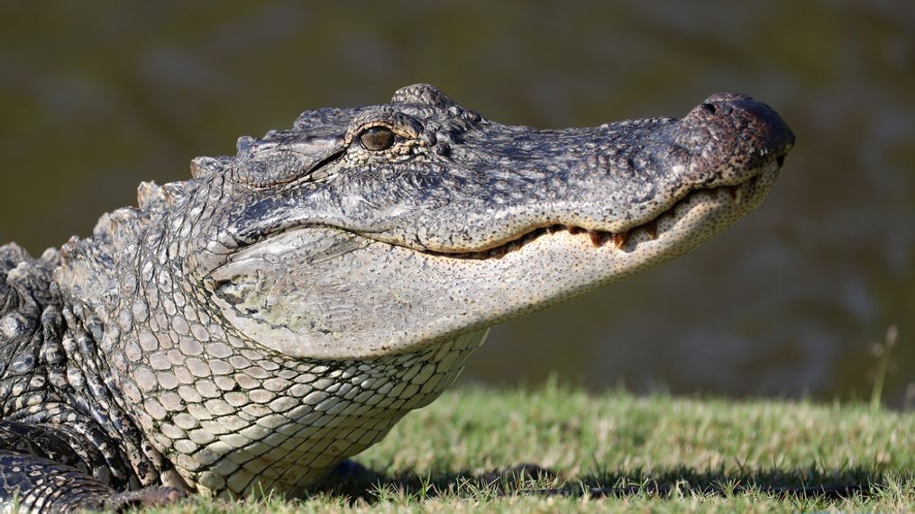 FILE - An alligator is seen near the seventh green during the first round of the Zurich Classic at TPC Louisiana on April 25, 2019 in Avondale, Louisiana. (Photo by Chris Graythen/Getty Images)