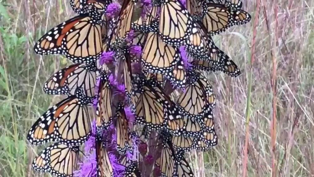 Butterflies converge on one flower (Chuck Anderson)