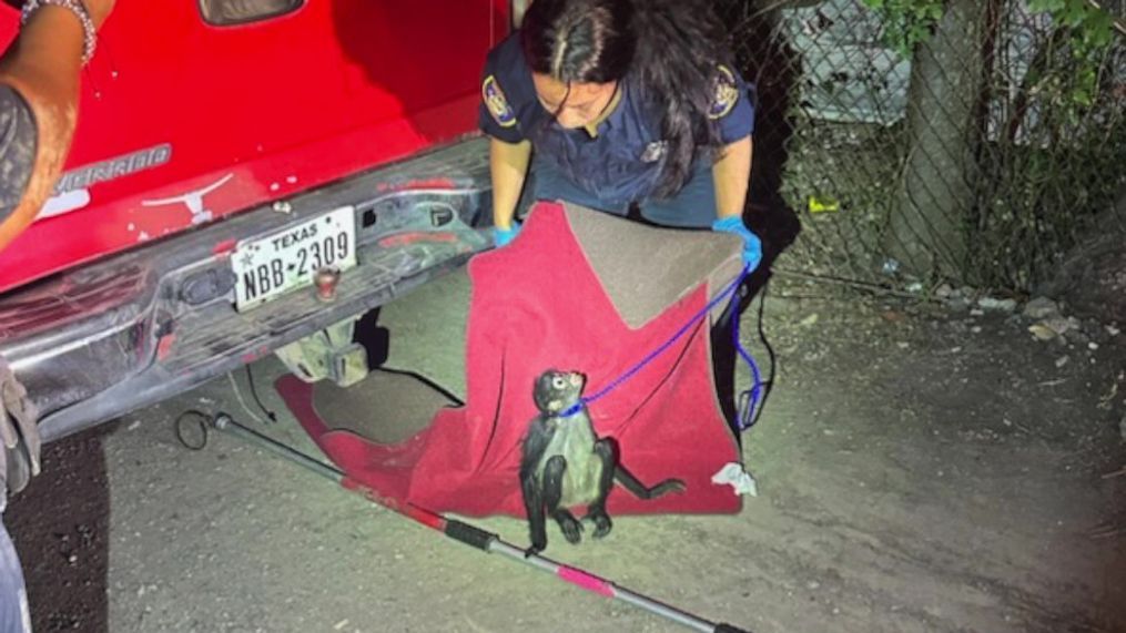 Feisty monkey on the loose bites neighbor, sparks unexpected rescue mission (WOAI){&nbsp;}