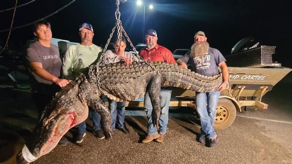 Dees hunting party catches 518-pound alligator (Photo: Alabama Wildlife and Freshwater Fisheries Division)