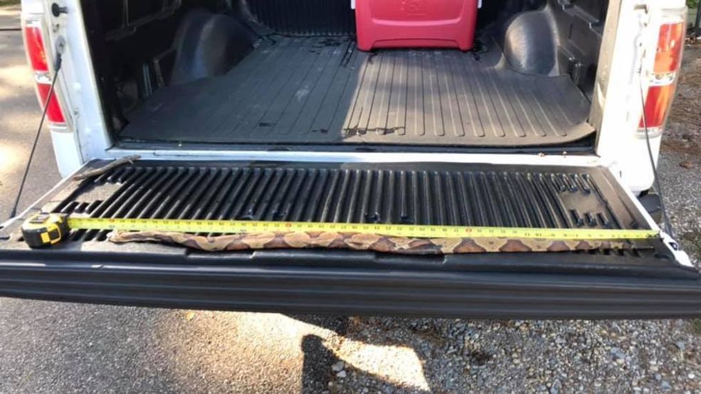 Tennessee outdoorsman finds massive, nearly record-breaking Copperhead snake. (Photo: Anthony Landreth via WZTV)