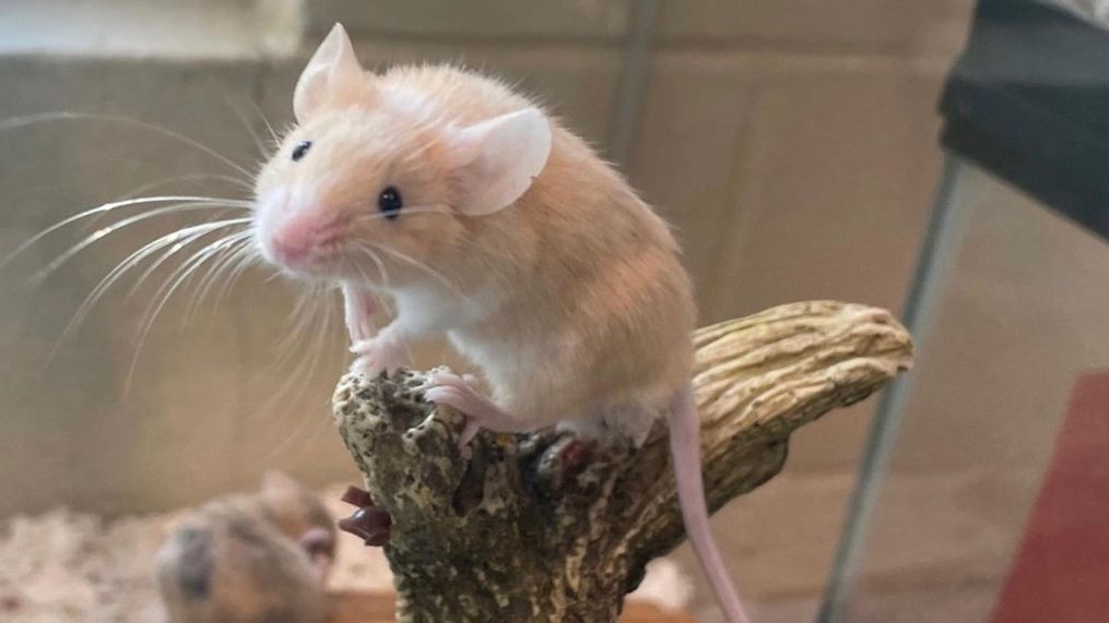 {p}The Massachusetts Society for the Prevention of Cruelty of Animals-Angell says more than 500 mice -- including this little cutie -- were recently surrendered from an area house. (Photo: MSPCA-Angell){/p}