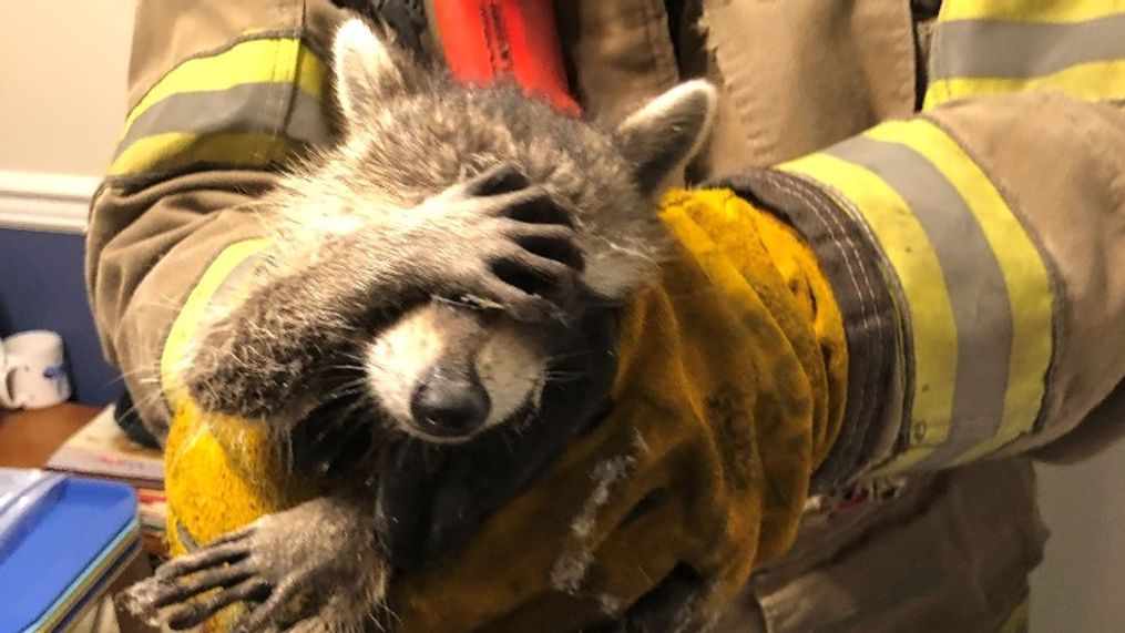 "I am SOOO embarrassed." -This raccoon, probably. (Photo via City of Dalton Fire Dept.'s Facebook page)