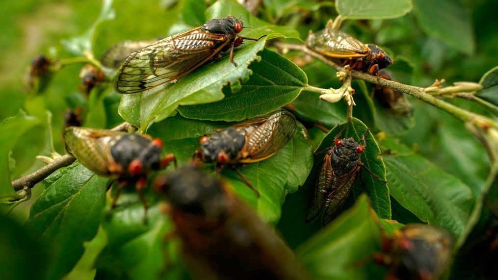 Adult cicadas cover a plant, Monday, May 17, 2021, at Woodend Sanctuary and Mansion, in Chevy Chase, Md. (AP Photo/Carolyn Kaster)