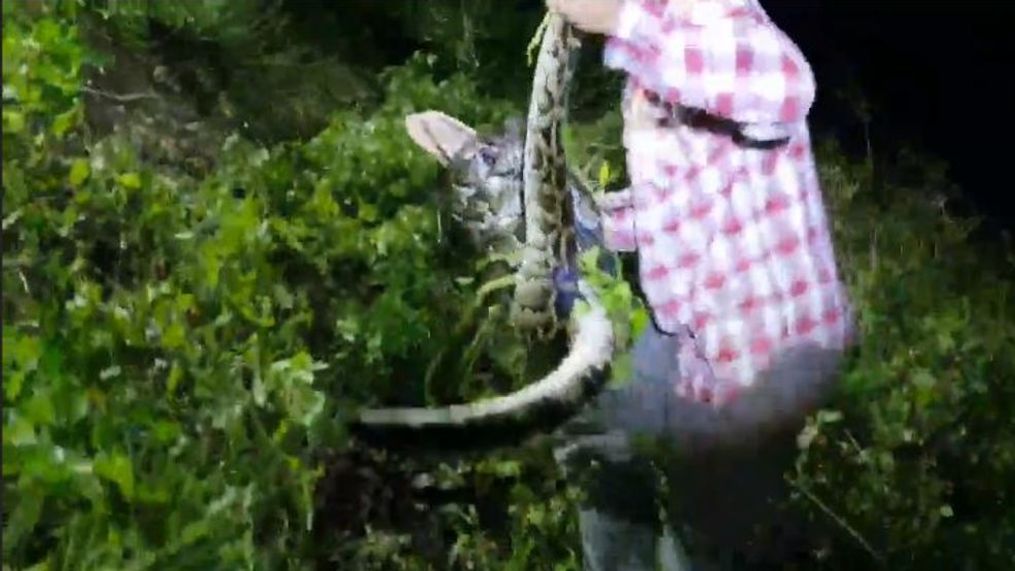 Python hunter Mike Kimmel rescued an alligator from the grip of a python in the Everglades. (Video used with permission from Mike Kimmel | Facebook)