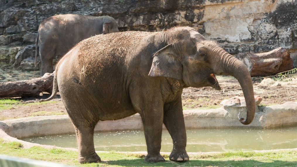 (Photo: San Antonio Zoo)