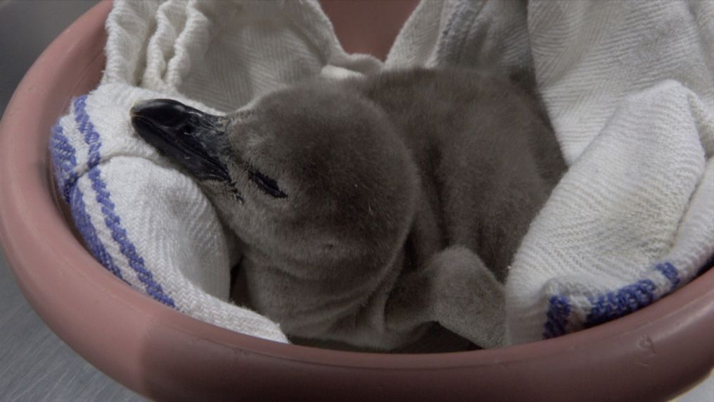 New Humbolt penguin chick born at the Oregon Zoo - Oregon Zoo photo