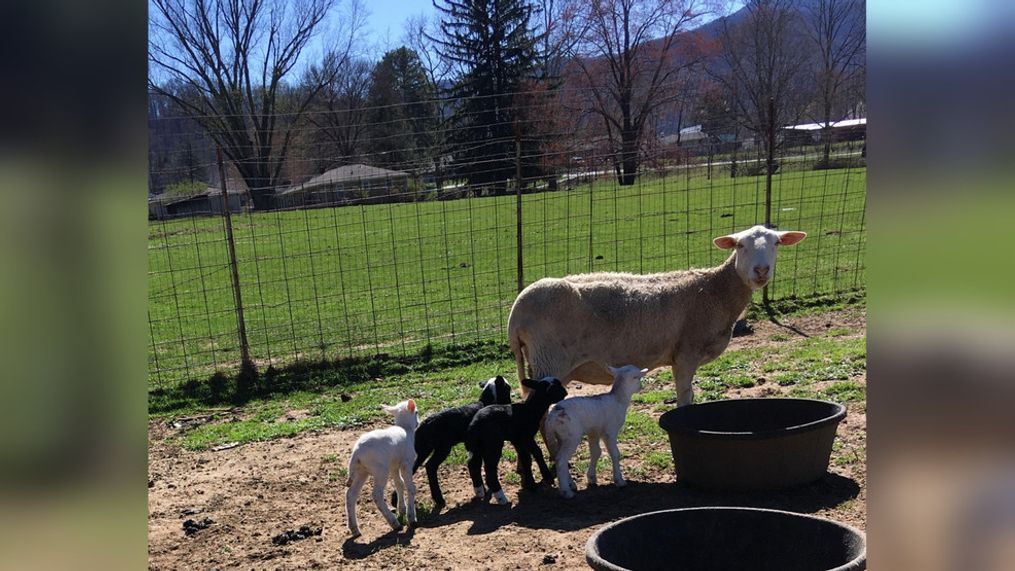 A rare feat! Quadruplet lambs – three females and one male – were born to a mother Katahdin ewe in Waynesville on March 3, on Lickstone Farm. (Photo courtesy: David Hendrix)