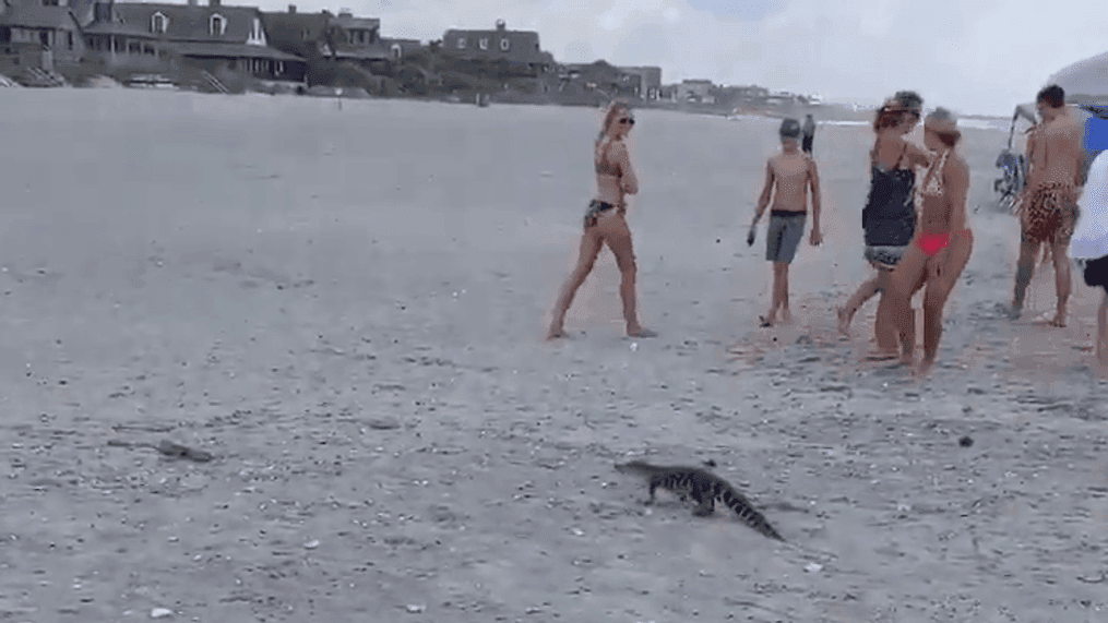 Baby alligator visits Pawleys Island beach, July 28, 2020. (Credit: Pawleys Island PD)