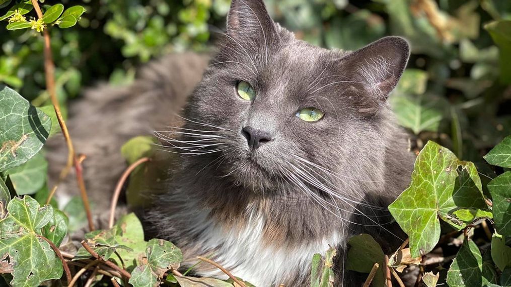 Lilou, the $15,000 cat (Photo: Golden Gibson)