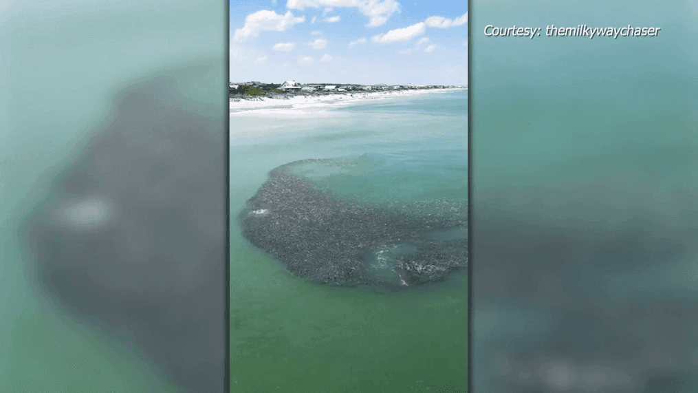 Sharks slice through large school of fish off Pawleys Island coast (Courtesy: @TheMilkyWayChaser on Instagram)