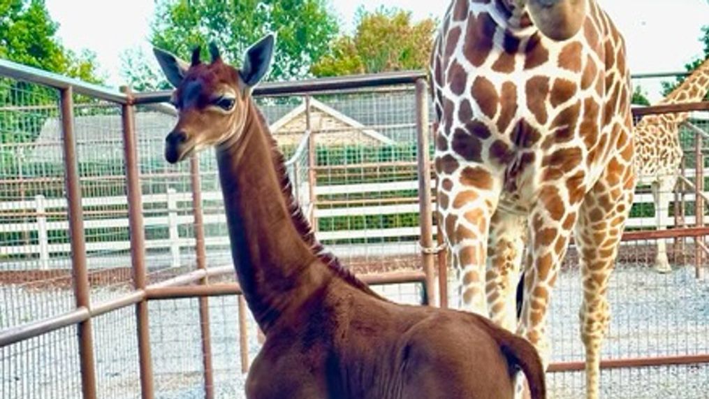 World's only spotless giraffe born at Tennessee zoo (Photo: Brights Zoo){&nbsp;}