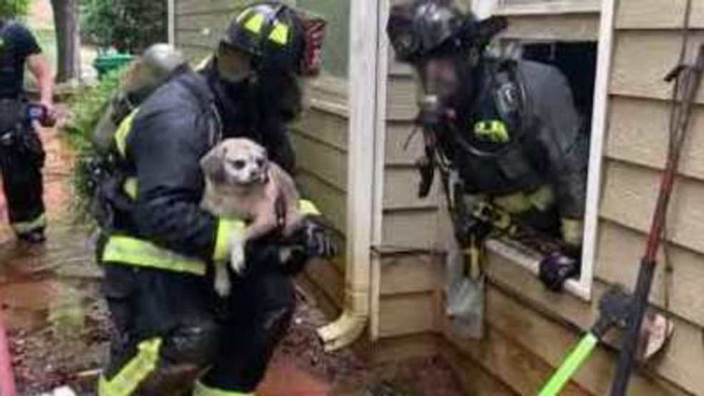 Firefighters work together to save dog from house fire (Smyrna Fire Department via Storyful)