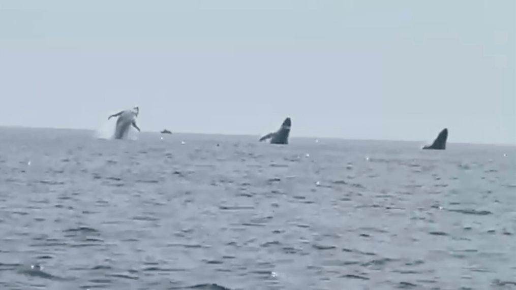 This still image from video provided by Robert Addie shows three humpback whales leaping from the water off the coast of Cape Cod, Mass., on Monday, July 24, 2023.{&nbsp;} (Robert Addie via AP)