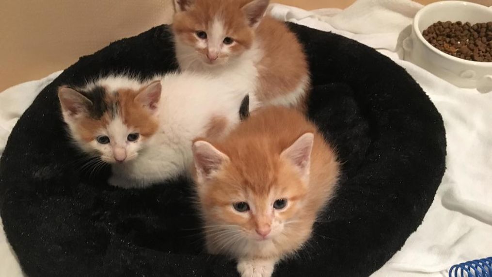 Kittens left for dead being cared for by volunteers