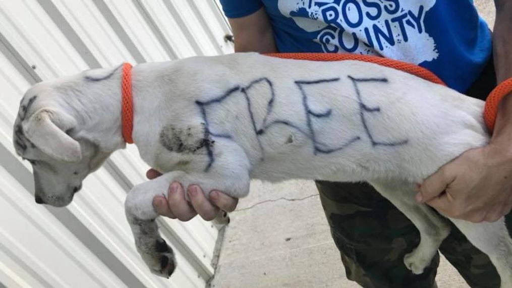 Ross County authorities have identified and charged the person they say is responsible for abandoning a dog in a park with{&nbsp;}"free" and "good home only" written in permanent marker on her. (WSYX/WTTE)