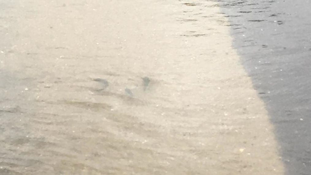 A trio of fish spotted on the road in North Myrtle Beach, S.C., Monday, Sept. 11, 2017. (WPDE)