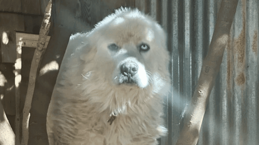 Casper the sheep dog (Photo: John Wierwille)