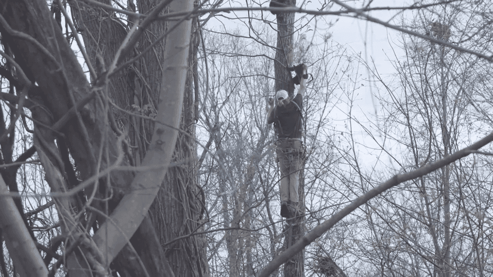 Wildlife Conservation Technician Ryan Luckadoo is being credited with saving an Asheville, North Carolina, bear cub who had gotten a paw stuck between a tree trunk and branch. The cub was reportedly stuck in a tree for hours before being rescued. (Photo: Help Asheville Bears)