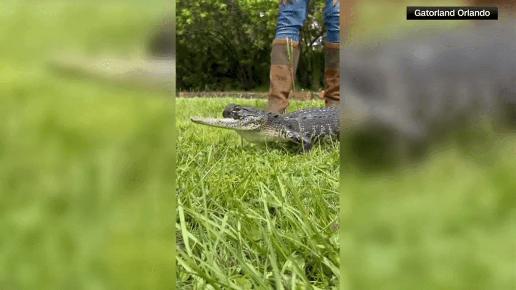 Since Jawlene was taken to Gatorland she has been receiving treatment in isolation. Officials with the parks say she can now eat two mice completely on her own using the back of her tongue.  (Gatorland | CNN Newsource) 