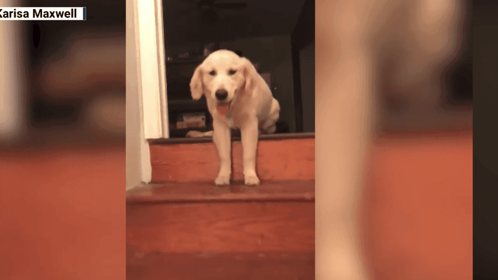 Puppy learns how to walk down the stairs watching her three legged brother (Karisa Maxwell)