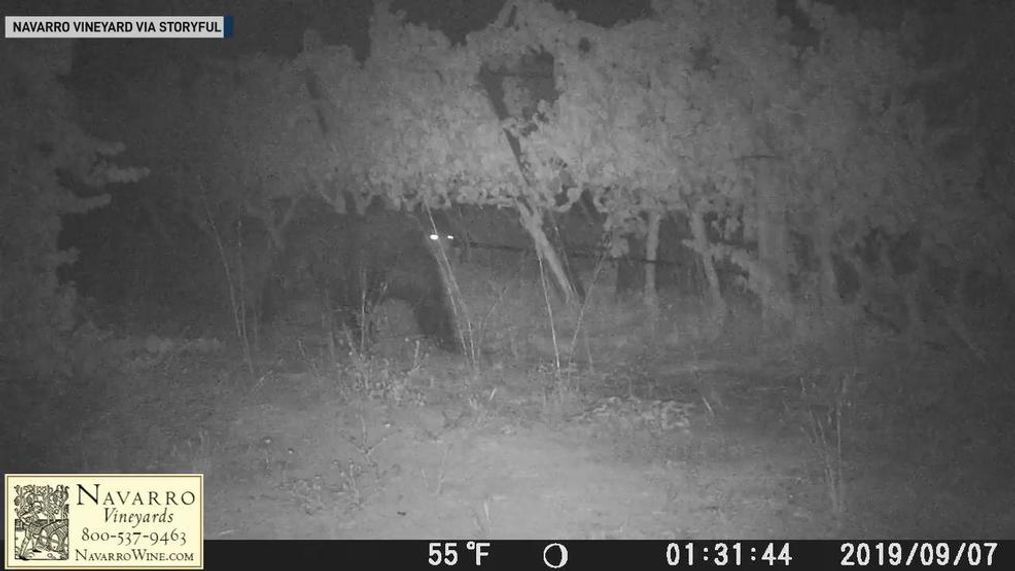 CCTV footage from the winery shows their nighttime visitor helping itself to the pinot grapes. (Navarro Vineyard via Storyful)