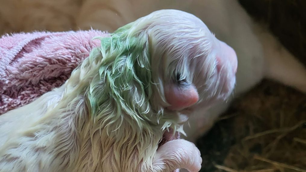 A{&nbsp;} green puppy was born at Riverside Lavender Farm in Steep Falls, Maine. (Photo: Riverside Lavender Farm via WGME)