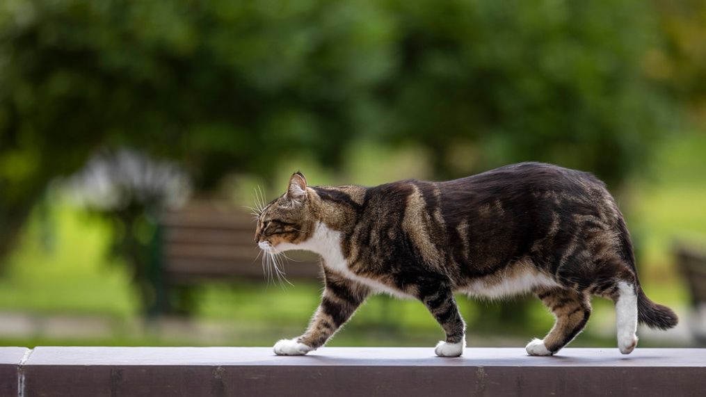 This photo provided by Vermont State University shows Max the Cat stands in front of Leavenworth Hall at Vermont State University Castleton on Oct. 12, 2023 in Casteton, Vt. (Rob Franklin/Vermont State University via AP)