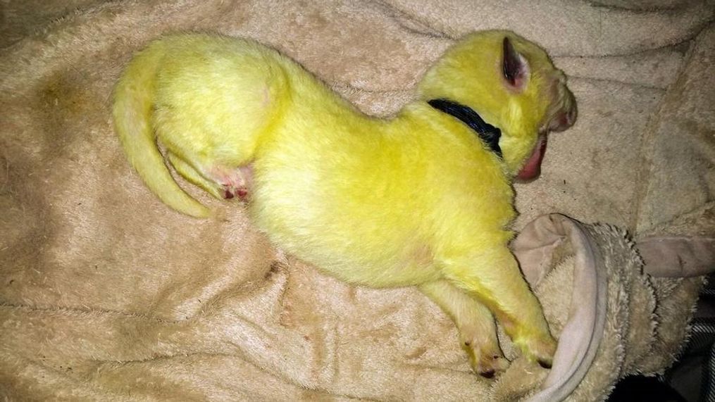 North Carolina family's dog gives birth to green pup (Photo credit: Shana Stamey){p}{/p}