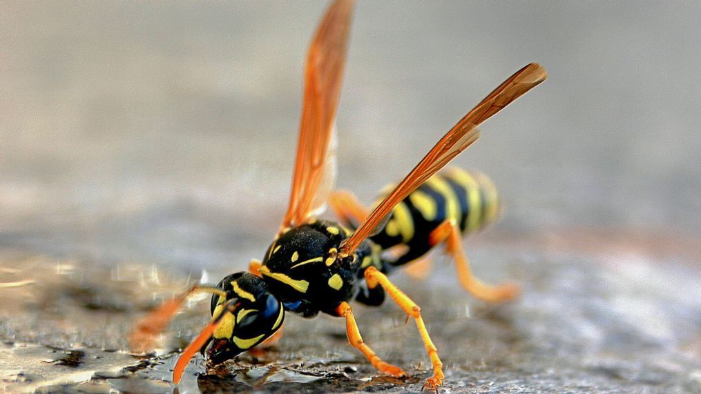 Yellowjackets like beer. It's much better when they don't try to drink from the can. (TJ Gehling/CC BY-NC-ND 2.0 via MGN)