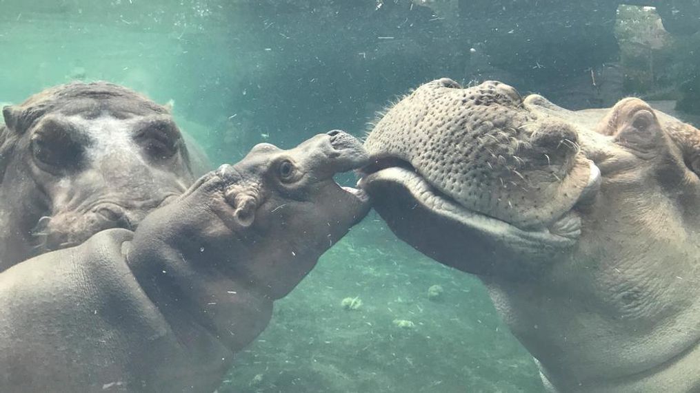 In this photo provided by the Cincinnati Zoo &amp; Botanical Garden, Fiona, a baby Nile hippopotamus, born prematurely Jan. 24, 2017, swims outside for the first time with her father Henry, right, as her mother Bibi, left, watches in the pool of the zoo's Hippo Cove exhibit Tuesday, July 11, 2017, in Cincinnati. Zoo officials say Henry joined Bibi and Fiona before the zoo's public visiting hours Tuesday in their first supervised visit together as a trio. (Michelle Curley/Cincinnati Zoo &amp; Botanical Garden via AP)