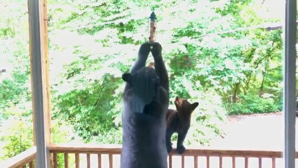 A bear, along with her cubs, climbed onto the porch of an Asheville home and pulled down a bird feeder. (Photos/video: Albert Araujo)