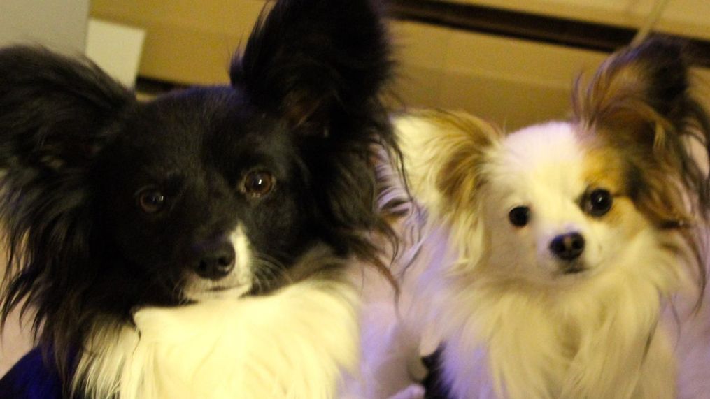 FILE -- Two dogs in Rhode Island. (Photo: Jessica A. Botelho/The National Desk){&nbsp;}