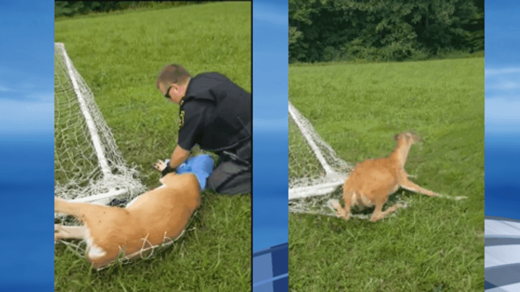 Two officers with the Jackson County Sheriff's Office in West Virginia free a deer that was stuck in a soccer net. In the first photo at left, an officer works to untangle the deer. The second photo shows the deer as it jumps up after it is free. (Jackson County Sheriff's Office)