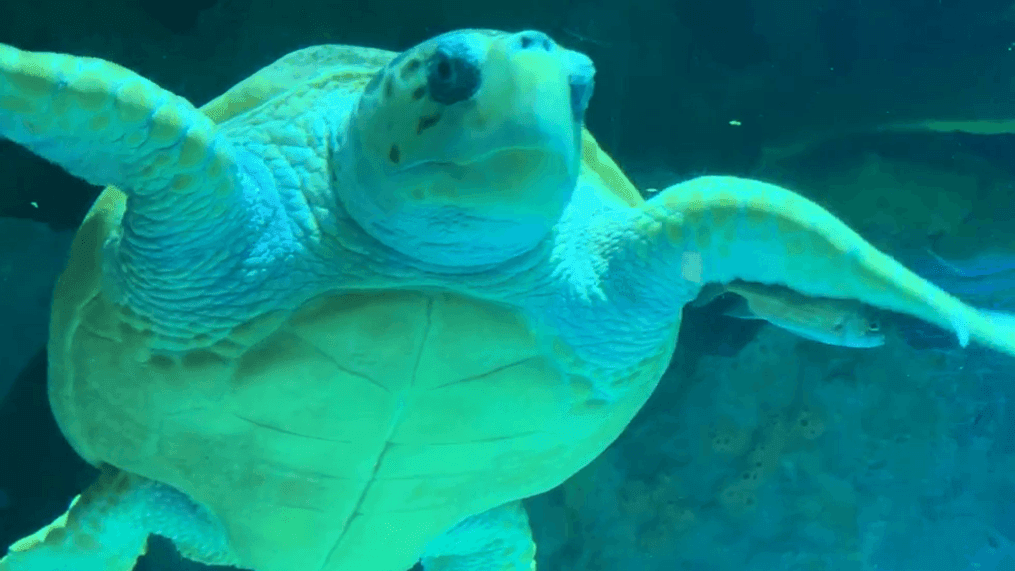 Celebrating shelled swimmers: World Sea Turtle Day dives into deep appreciation (Photo: Jessica A. Botelho/The National Desk)