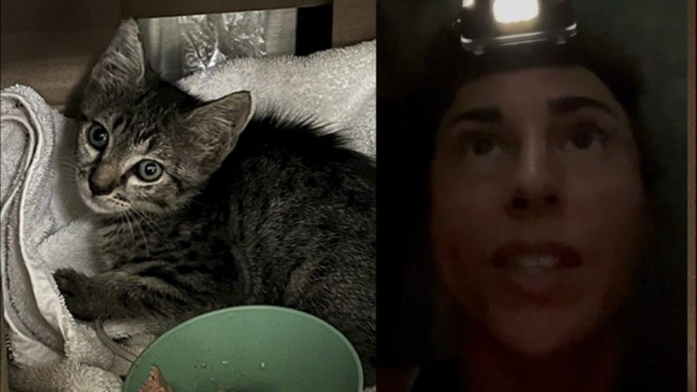 Woman crawls through sewer to rescue kitten in Delray Beach. (Photo: Lindsey Bembli)