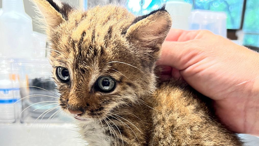 Baby bobcat brought to True Rescue in Mt. Juliet, Tennessee Friday. (Photo: WZTV via True Rescue)