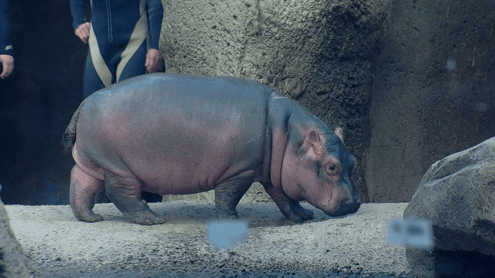 Fiona the hippo. (WKRC)