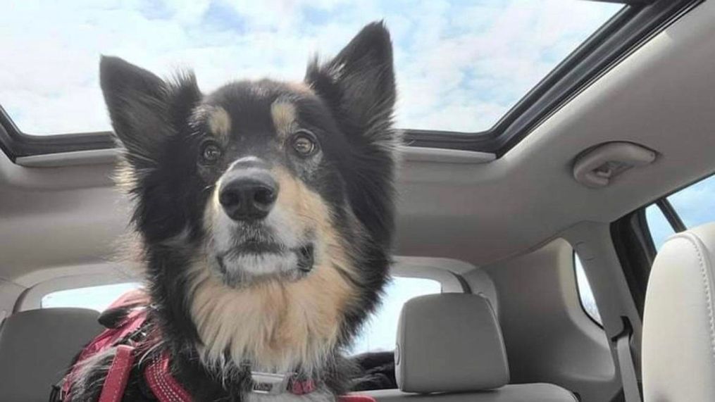 Incredible 'tail:' Dog back home in Chicago after 135 days in Georgia wilderness (Photo: Lost Pet Recovery Team)