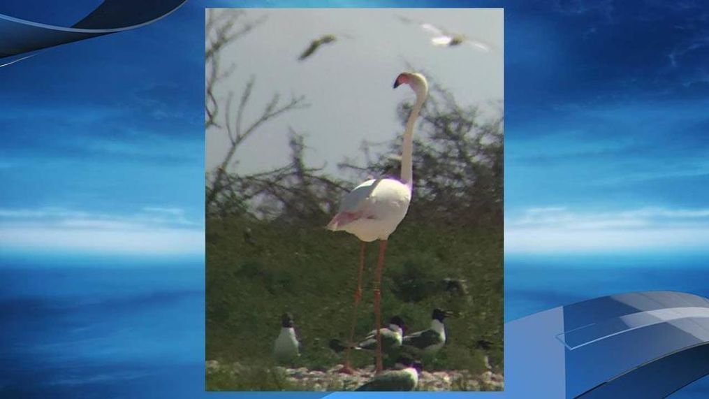 A flamingo that escaped from a Kansas zoo in 2005 was spotted in Texas last month. (Photo courtesy: Texas Parks & Wildlife)