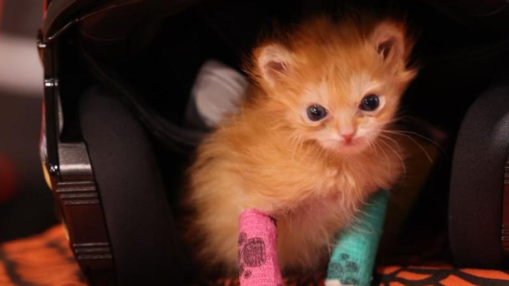 Tater Tot, a kitten with special needs that was saved by Salt Lake City-based rescue group Kitty CruisAIDe shortly after he was born, has since become a social media superstar, dominating Facebook, Twitter, TikTok, Instagram and more with his image. (Photo courtesy of Ash Houghton)