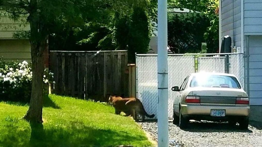 Photo shows cougar prowling Troutdale neighborhood; schools send out notice (Permission to use photo via Erika in Troutdale)